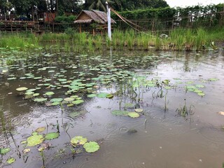 pond in the park
