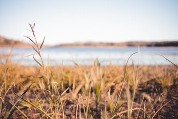 Fototapeta premium Dried grass reaching high to the sun in autumn. River bed seen with bright blues from sunshine. Mountains seen in the distance. 