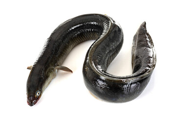 European eel in studio - obrazy, fototapety, plakaty