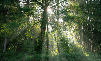 Fototapeta na wymiar sun rays through the forest