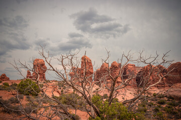 Beautiful View of Red Rocks and storm clouds in the sky in the foreground a dead tree, Arches...