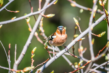 Common chaffinch, Fringilla coelebs, sits on a branch in spring on green background. Common chaffinch in wildlife.