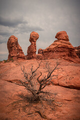 Beautiful View of Red Rocks and storm clouds in the sky in the foreground a dead tree, Arches National Park, Utah, USA
