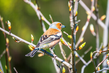 Common chaffinch, Fringilla coelebs, sits on a branch in spring on green background. Common chaffinch in wildlife.