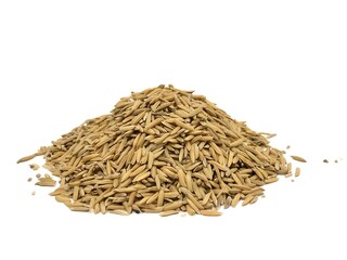pile of seeds Paddy rice in the husks on white background 