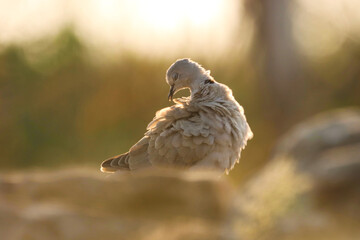 Closeup of ring necked dove. Streptopelia capicola. The ring-necked dove, also known as the Cape turtle dove or half-collared dove.