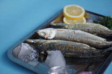 Milkfishes photography for business and presentation