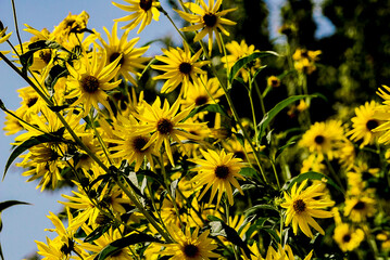 field of sunflowers