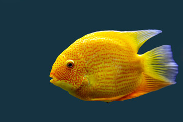 Tropical fish Heros severus, isolate on blue background.