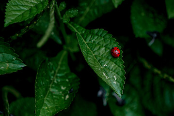 ladybug on leaf