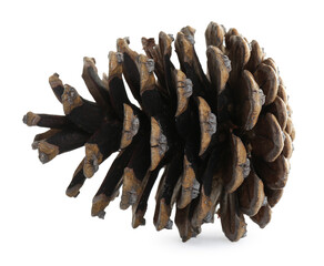 Beautiful dry pine cone isolated on white