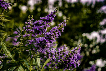 Obraz premium close up of lavender