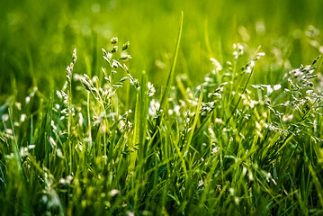 green grass background