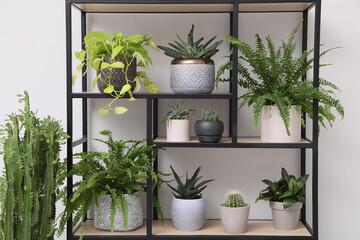 Shelving unit with many beautiful houseplants near white wall