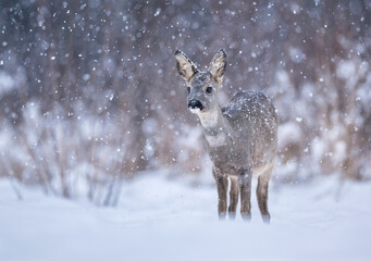 Roe deer ( Capreolus capreolus ) close up