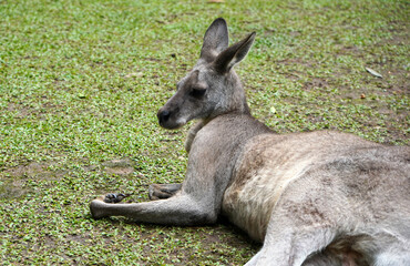 Kangaroo