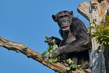 Bonobo ( Pan paniscus ).
