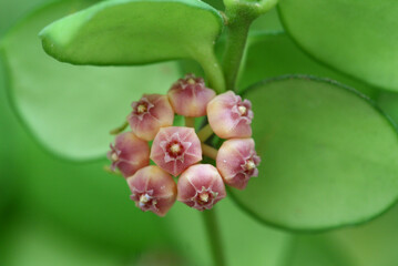 A group of small pink Hoya with its green leaves in natural light.