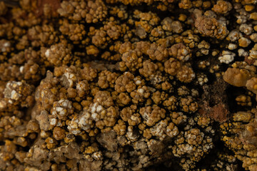 close up of an old coral