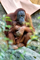 Sumatra-Orang-Utan ( Pongo abelii ).