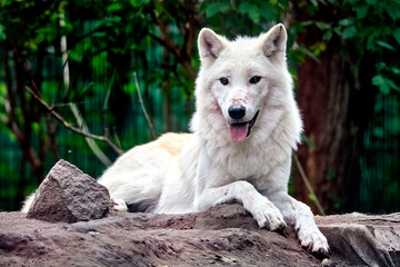 Obraz premium Polarwolf , Weißwolf oder arktischer Wolf ( Canis lupus arctos ).