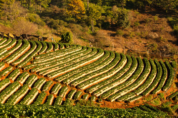 The scenery of steps strawberry farm in the morning light from north of Thailand.