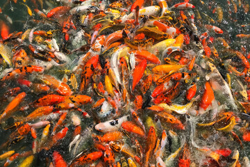 Many colorful koi fish are swimming in the pond.