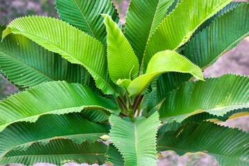 Elephant apple leaves.Dillenia indica leaves.It is a species of Dillenia native to China and...