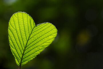 The texture of heart shape leaves in natural light isolated on blur background and copy space.