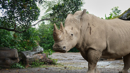 Naklejka premium Rhino