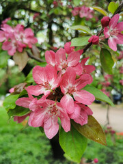 A branch of an apple tree with red and pink flowers in a park on Elagin Island in St. Petersburg.