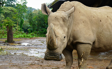Fototapeta premium Rhino