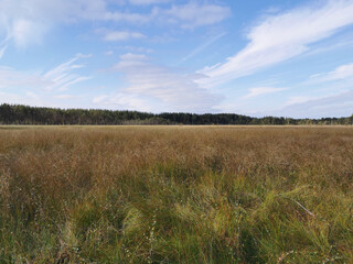View of the swamp, where tall, already yellowing grass grows, and trees grow on the edges against the sky with beautiful clouds..
