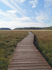 Obraz premium A winding wooden deck over a swamp with yellowed grass, going to the forest, against a beautiful sky with clouds.