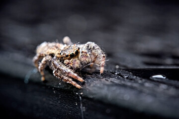 Rindenspringspinne ( Marpissa muscosa ).