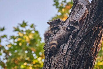 Junge Nordamerikanische Waschbären ( Procyon lotor ).