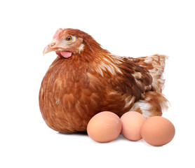 Chicken with eggs on white background. Domestic animal