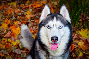 Siberian husky dog sits in garden cart in the garden and smiles with his tongue sticking out.