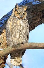 Obraz premium Great horned owl standing on a tree branch, Quebec, Canada