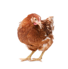 Beautiful chicken on white background. Domestic animal