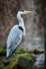 Graureiher ( Ardea cinerea ).