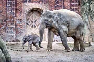 Jungbulle Kiran mit seiner Mutter Rani , Asiatischer Elefant ( Elephas maximus indicus ).