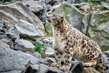 Schneeleopard ( Panthera uncia ).