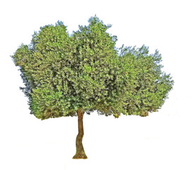 Tree isolated on white background