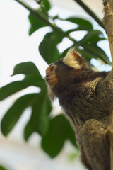 コモンマーモセット