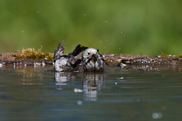 Long-tailed tit ,,Aegithalos caudatus,, bathing in fresh water in forest, Slovakia, Europe