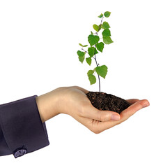 Close up of Sapling in hand