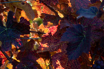 Vivid red grape leaves stand out in an Oregon vineyard in October.