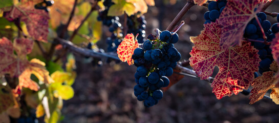 A banner image of ripe Pinot Noir grapes on a vine in fall, gold and red veined leaves in the close up image.  - obrazy, fototapety, plakaty