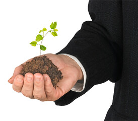 Close up of Sapling in hand